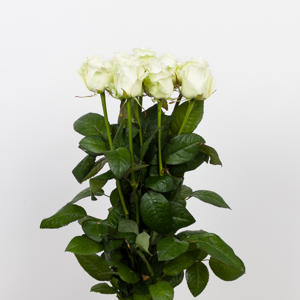 10x Rosa dolomiti 50cm