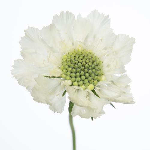 10x Scabiosa caucasia wit 60cm
