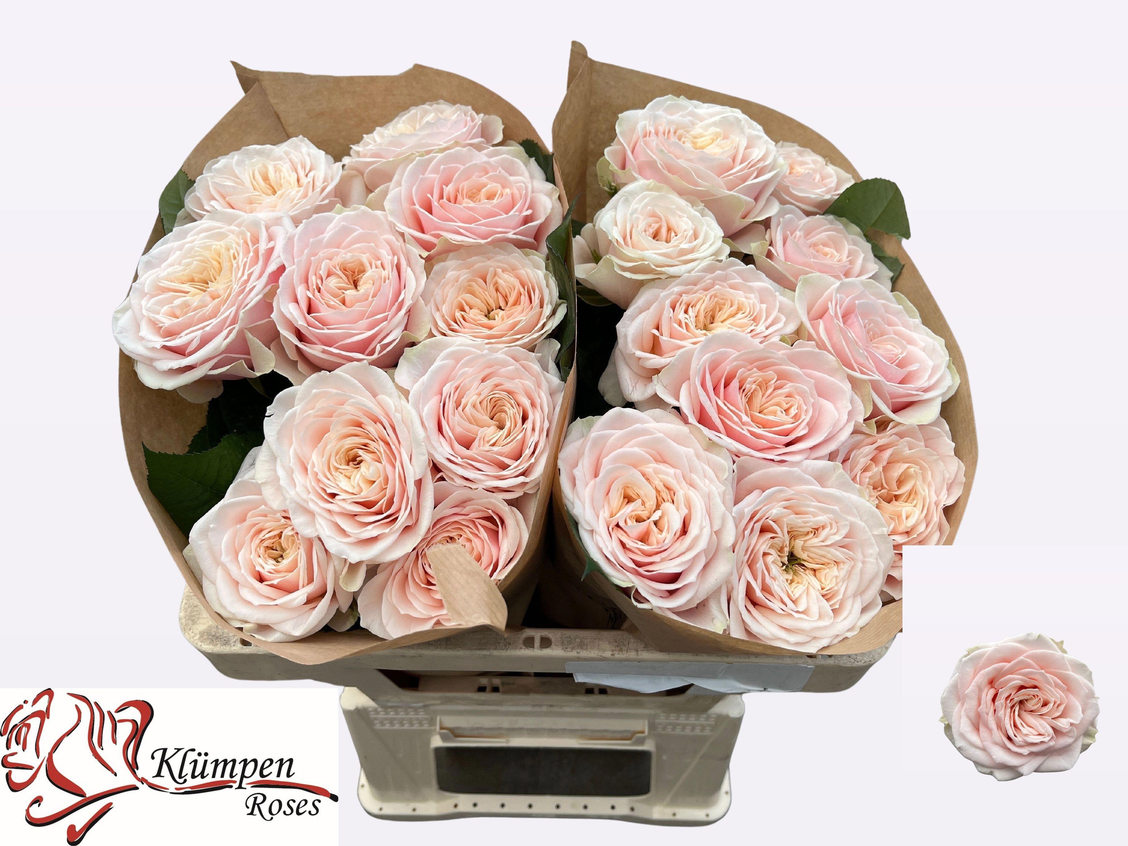 10x Rosa love fountain 50cm