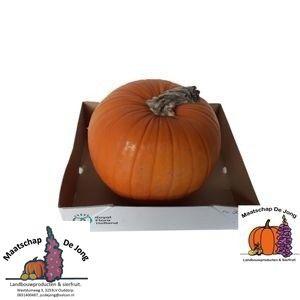1x Sf cucurbita halloween 10cm