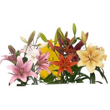 50x Lil.mix var.(l-a) 80cm