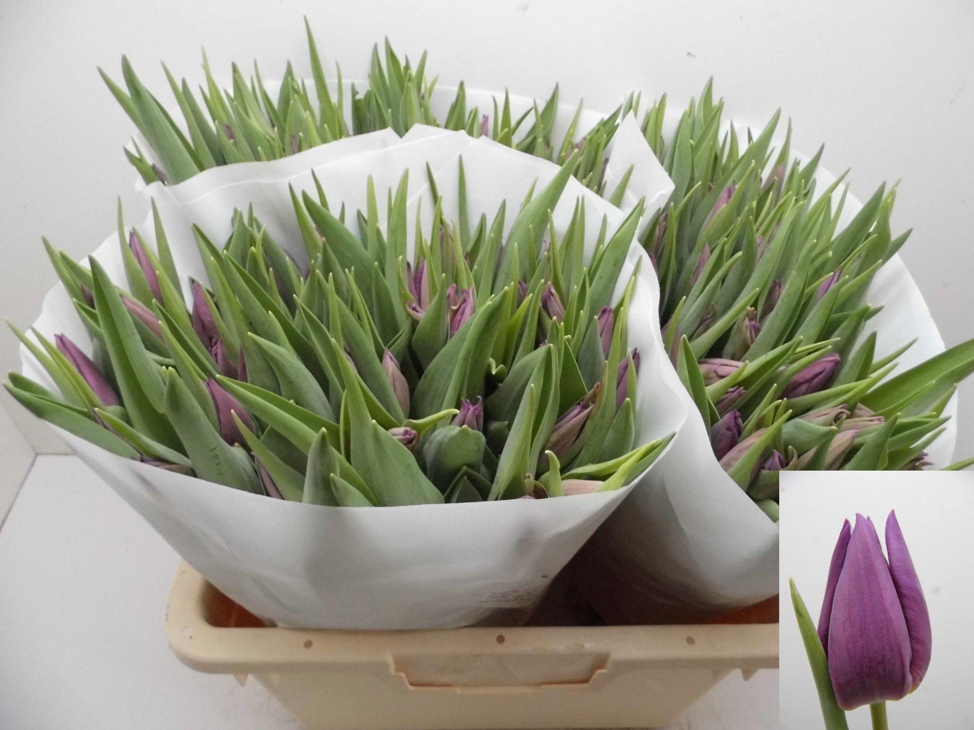 50x Tulipa purple valley en 40cm
