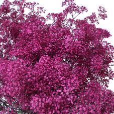 25x Gipskruid m.stars erica 70cm