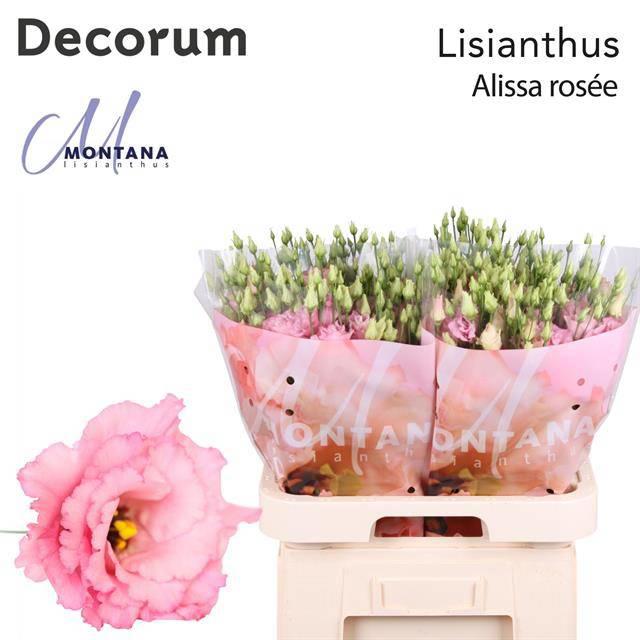 10x Eust.alissa rose pink du 70cm