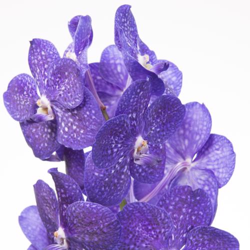 16x Vanda nit.tweed blue
