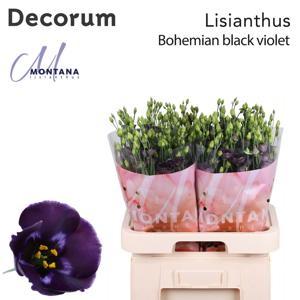 10x Eust.bohemian black violet en 70cm