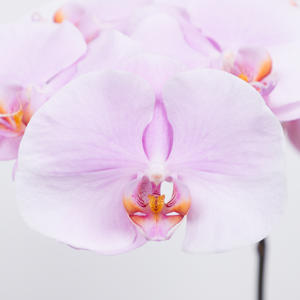 25x Phal.tikal