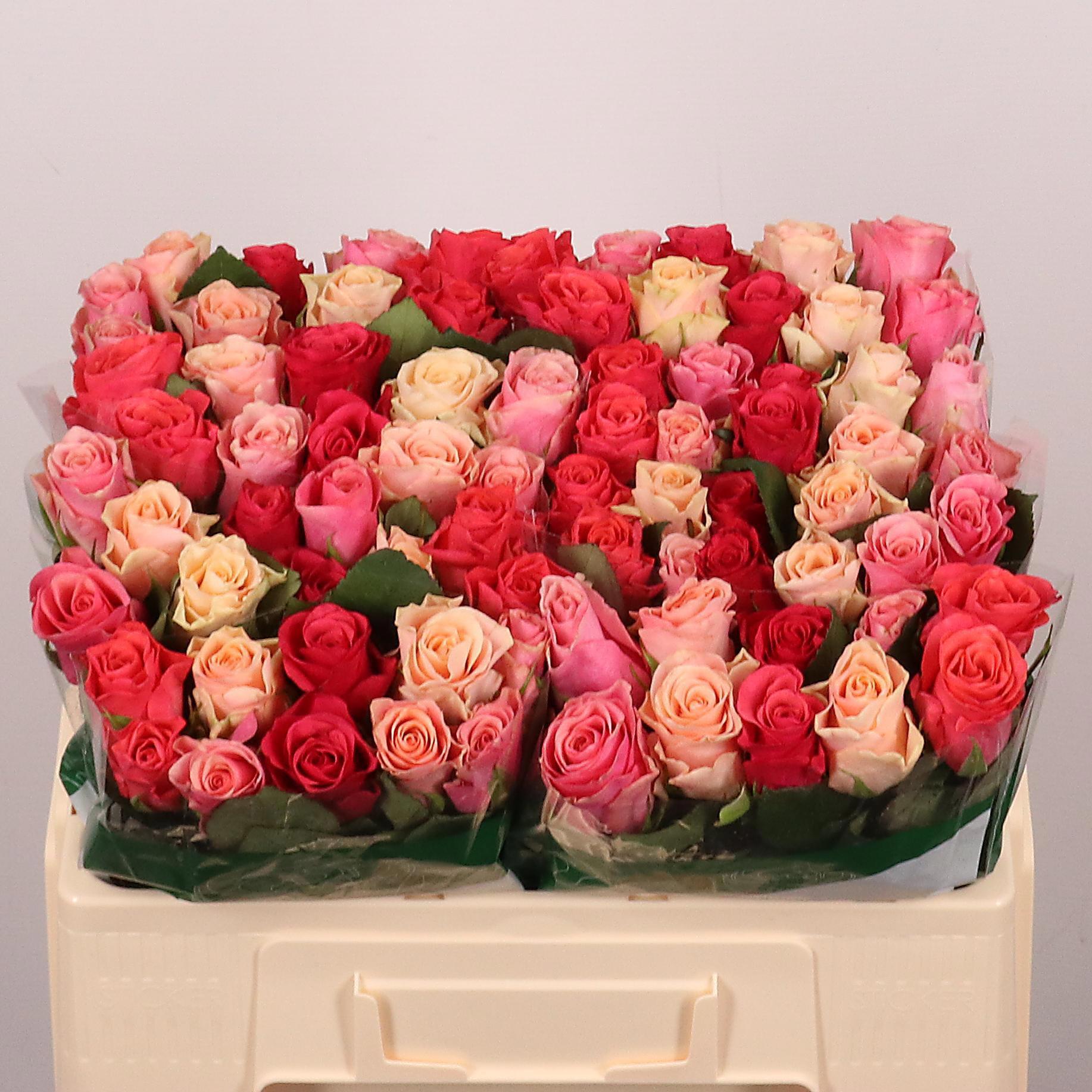20x Rosa mix/bos tacazzi+ 50cm