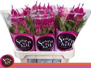 10x Cel.pl.sunday bright pink 80cm