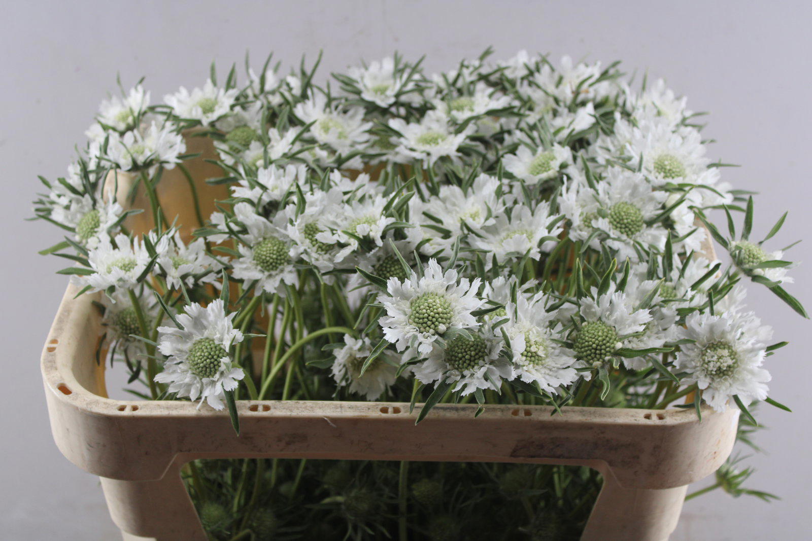 10x Scabiosa caucasia wit 60cm