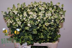 10x Symphor.magical lemon and lime 60cm