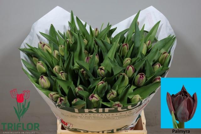 50x Tulipa palmyra du 40cm