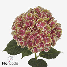 10x Hydr.sweet esperance 60cm