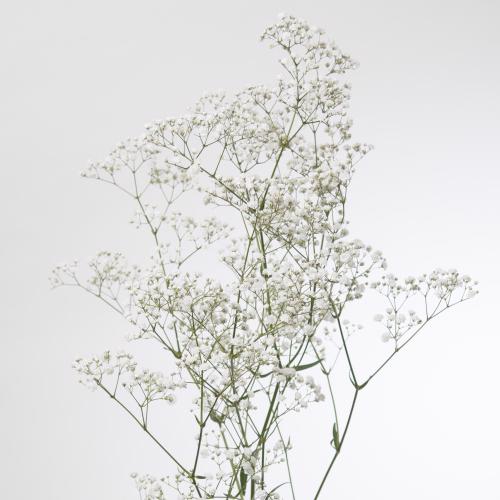 350x Gipskruid cosmic 80cm