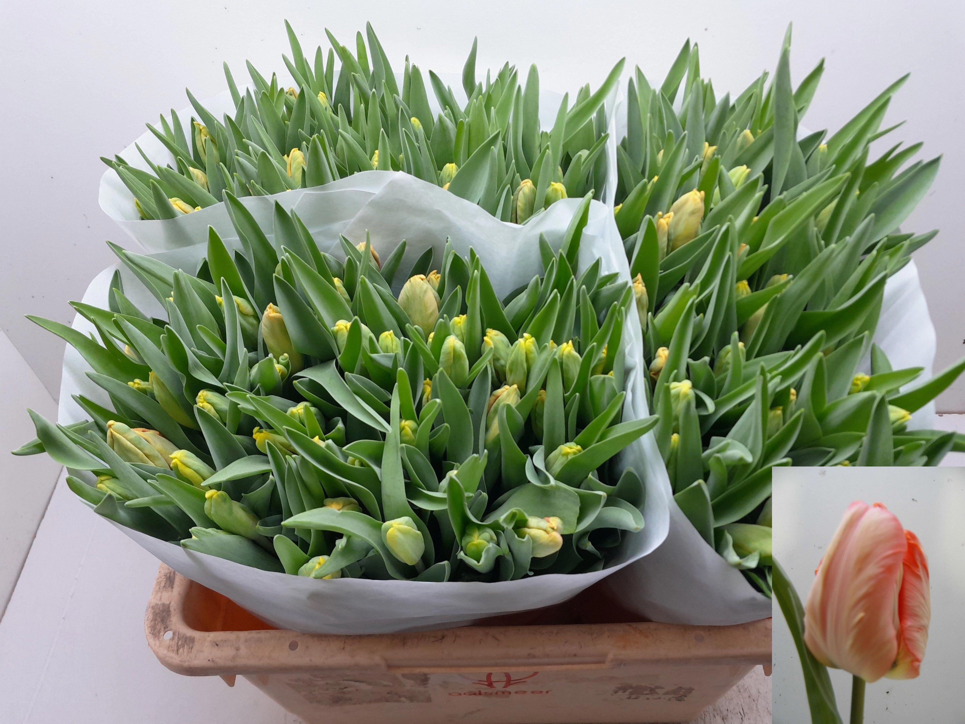 50x Tulipa apricot parrot pa 40cm