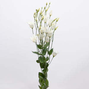 10x Eust.botanic white en 70cm