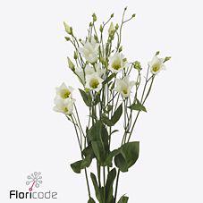 10x Eust.botanic white en 70cm