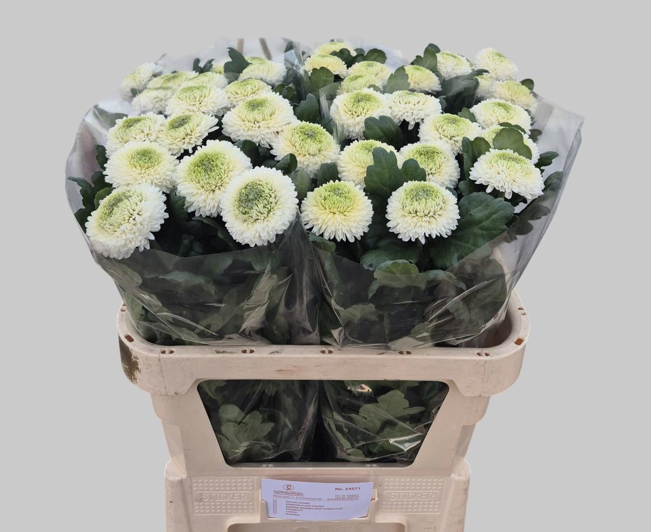 10x Chrysant boris b.g 80cm