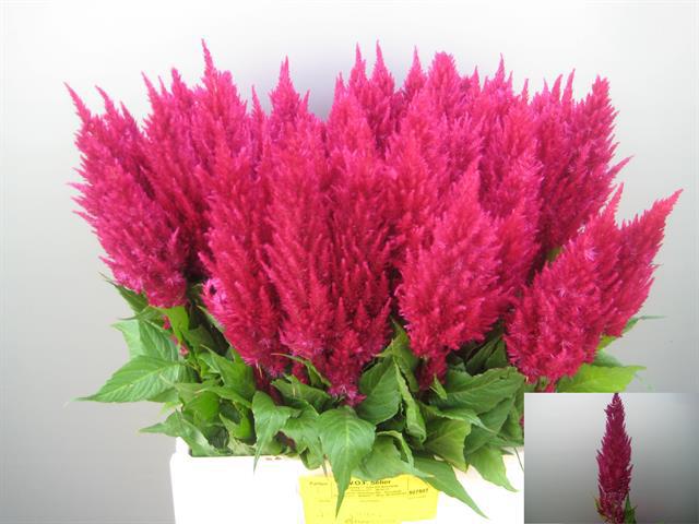 10x Cel.pl.century purple rose 50cm