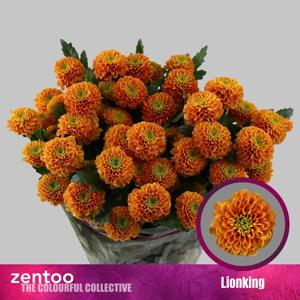 10x Chrysant lionking 70cm