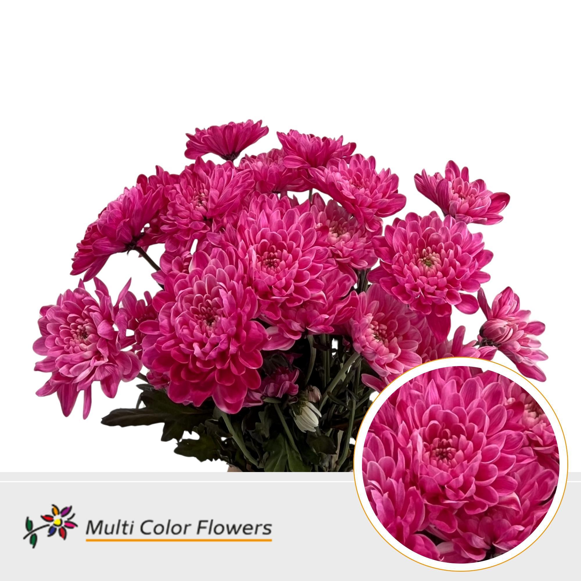 10x Chrysant overig 60cm