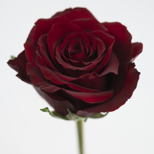 10x Rosa red bentley 60cm