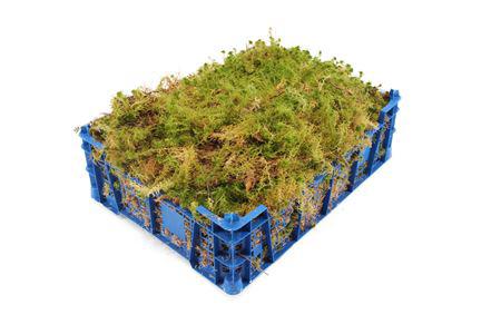1x Sg mos sphagnum