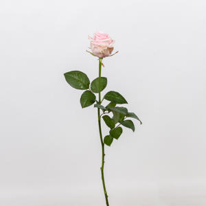 10x Rosa sweet dolomiti 40cm