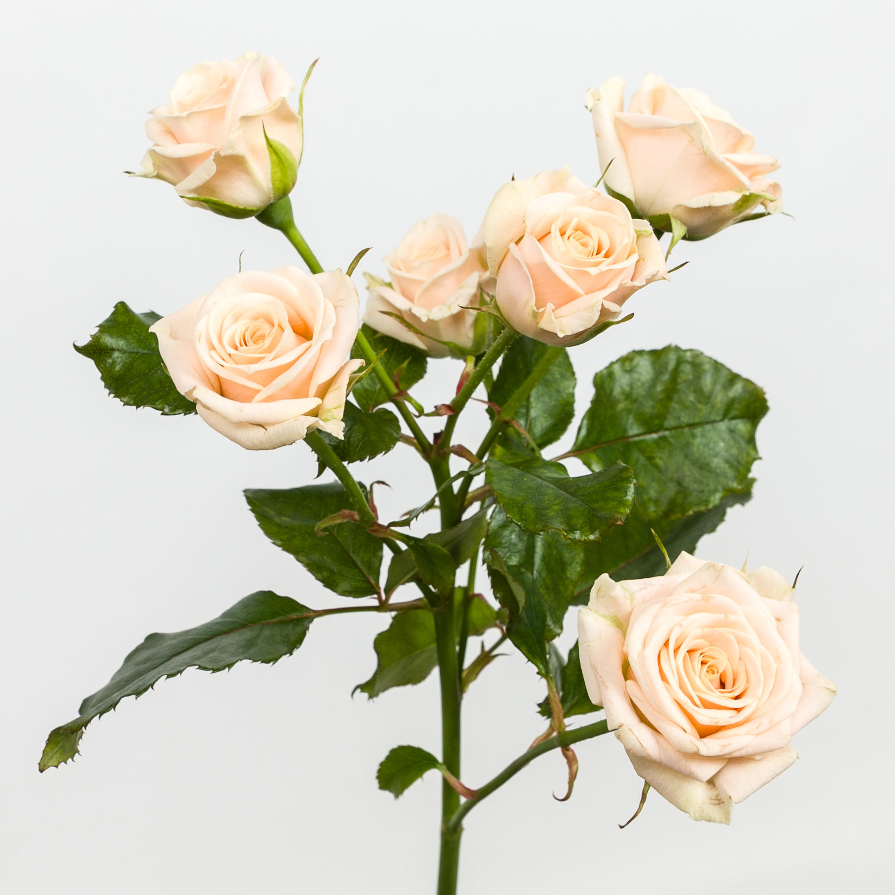 10x Rosa tanja 50cm