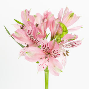 10x Alstroemeria elegance 70cm