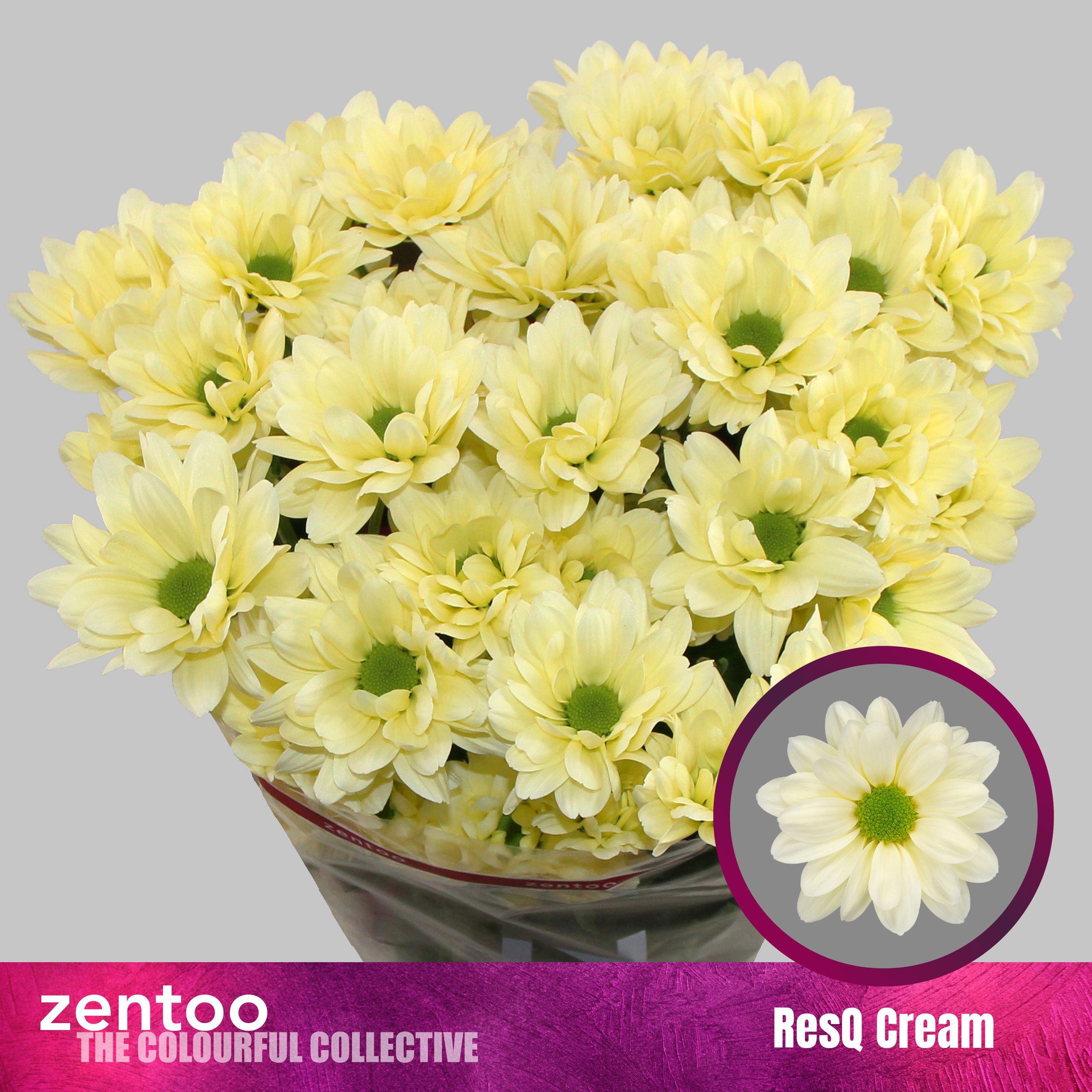 10x Chrysant resq cream 70cm