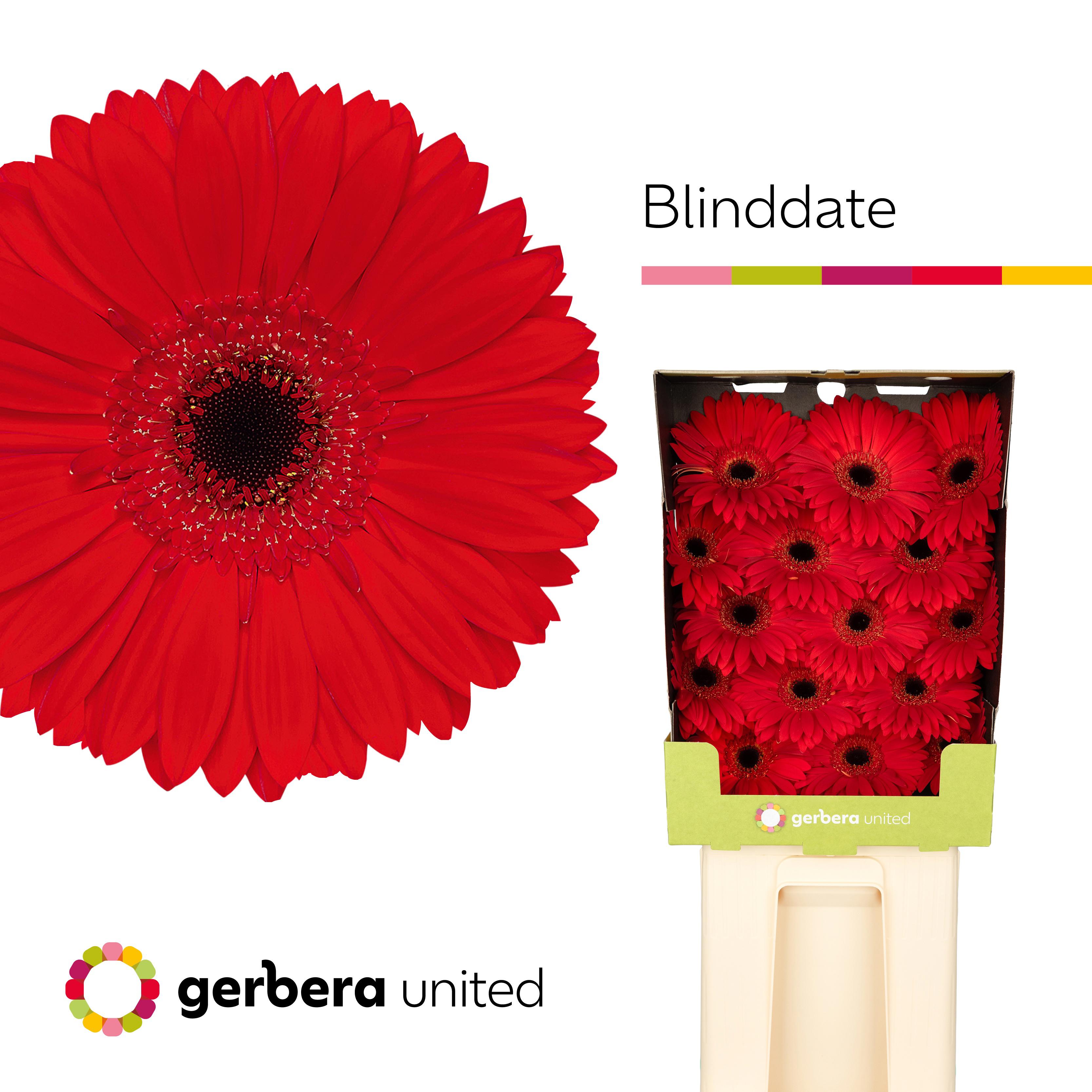 15x Gerb.blinddate zh 70cm