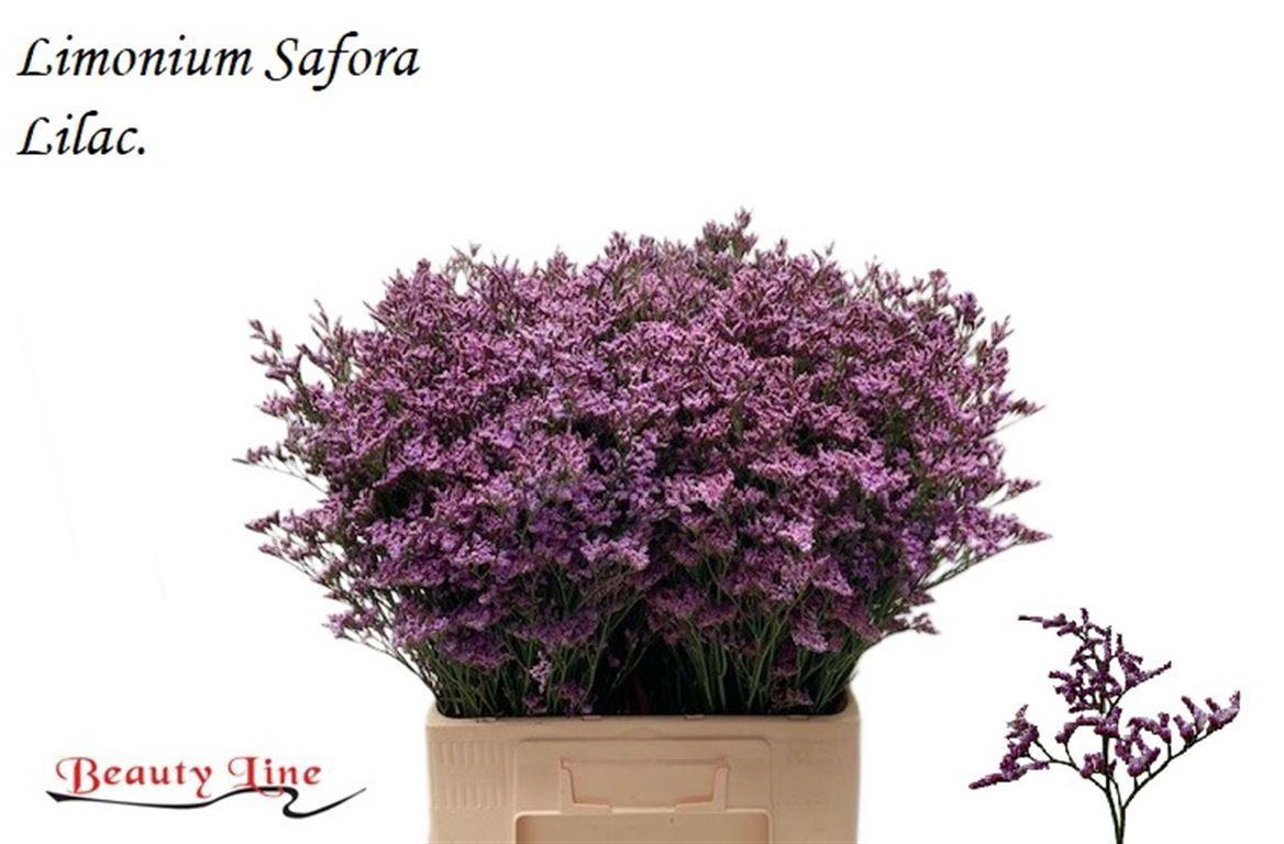 25x Lim.safora lilac 60cm