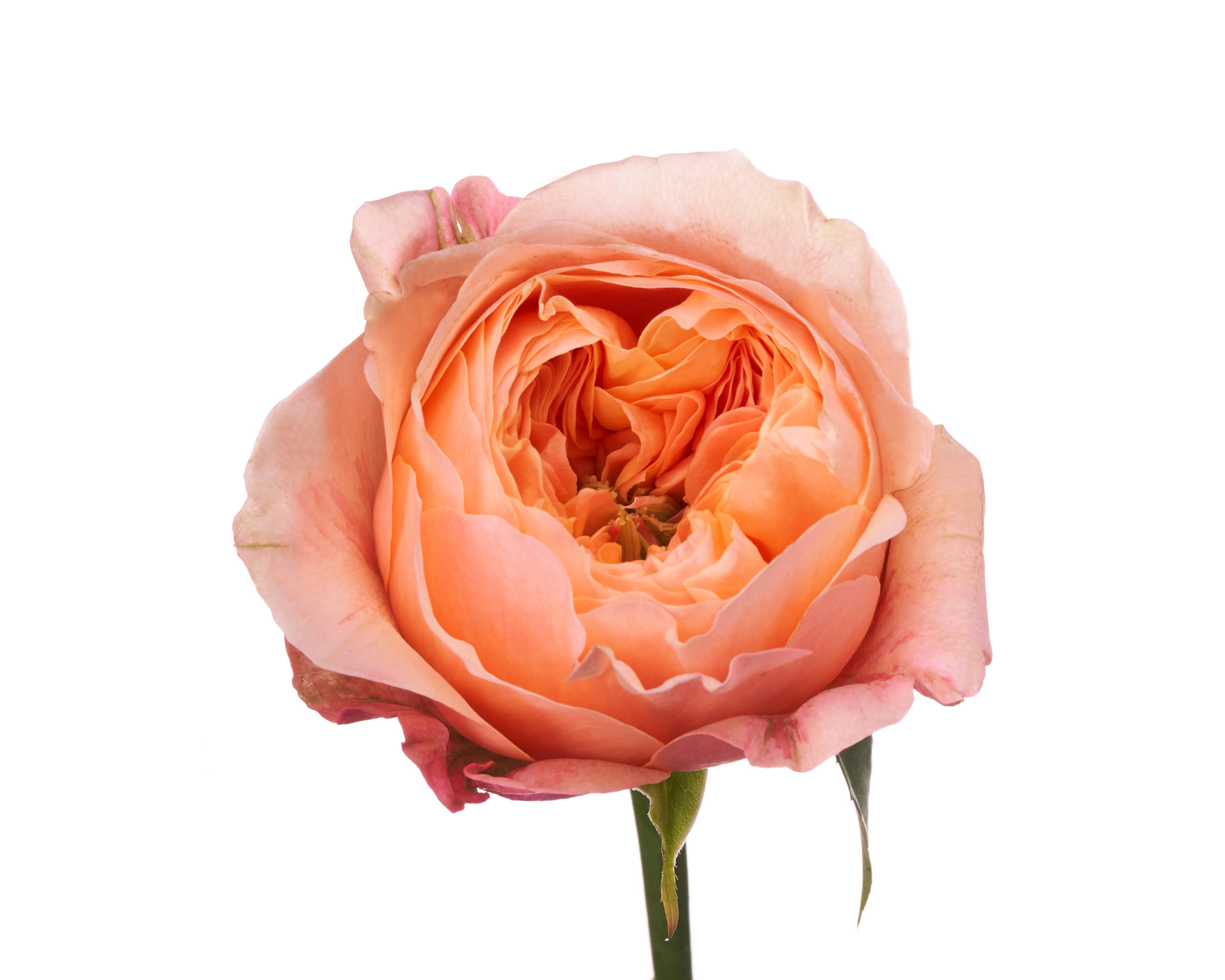 10x Rosa dorset! 50cm