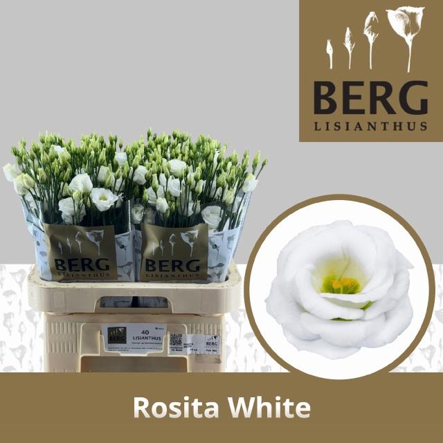 10x Eust.rosita white du 70cm