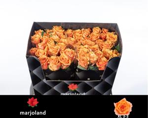 10x Rosa novi 60cm