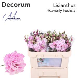 10x Eust. alissa heavenly fuchsia du 70cm