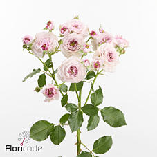 10x Rosa résidence! 50cm