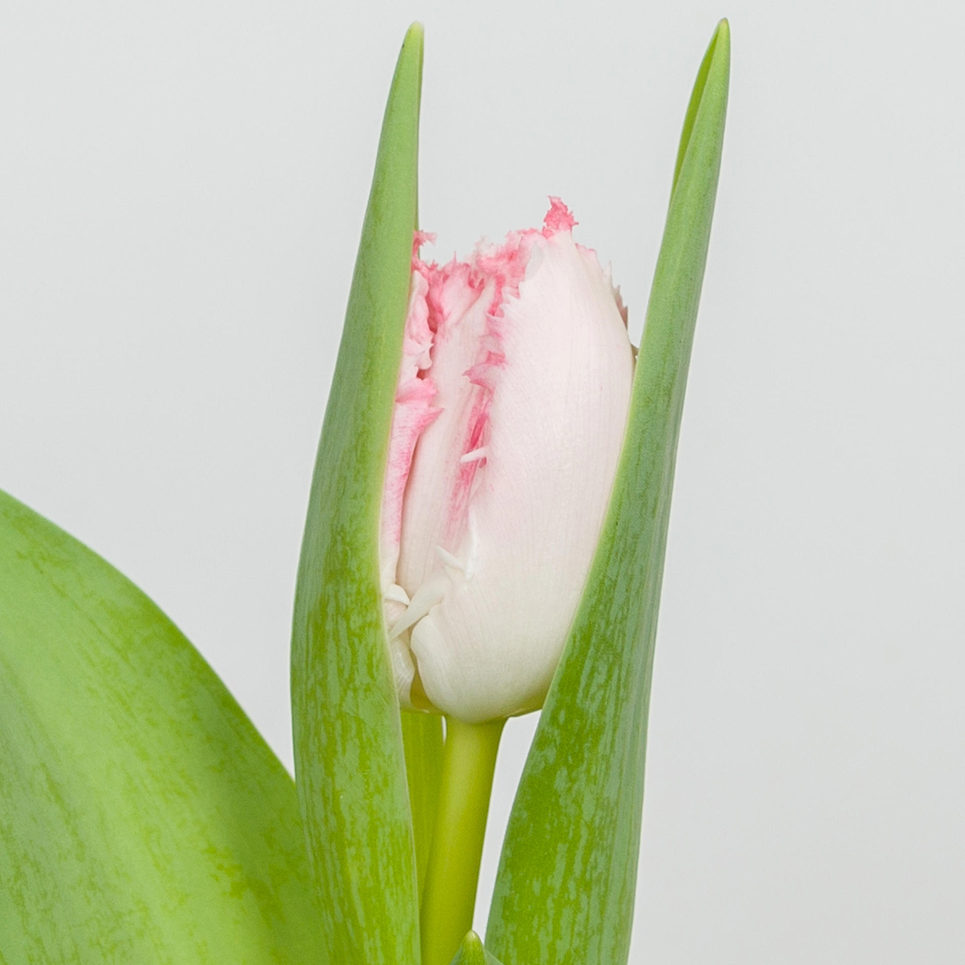 50x Tulipa neglige gf 40cm