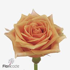10x Rosa novi 40cm