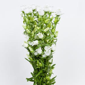 10x Camp.med.champ.white 70cm