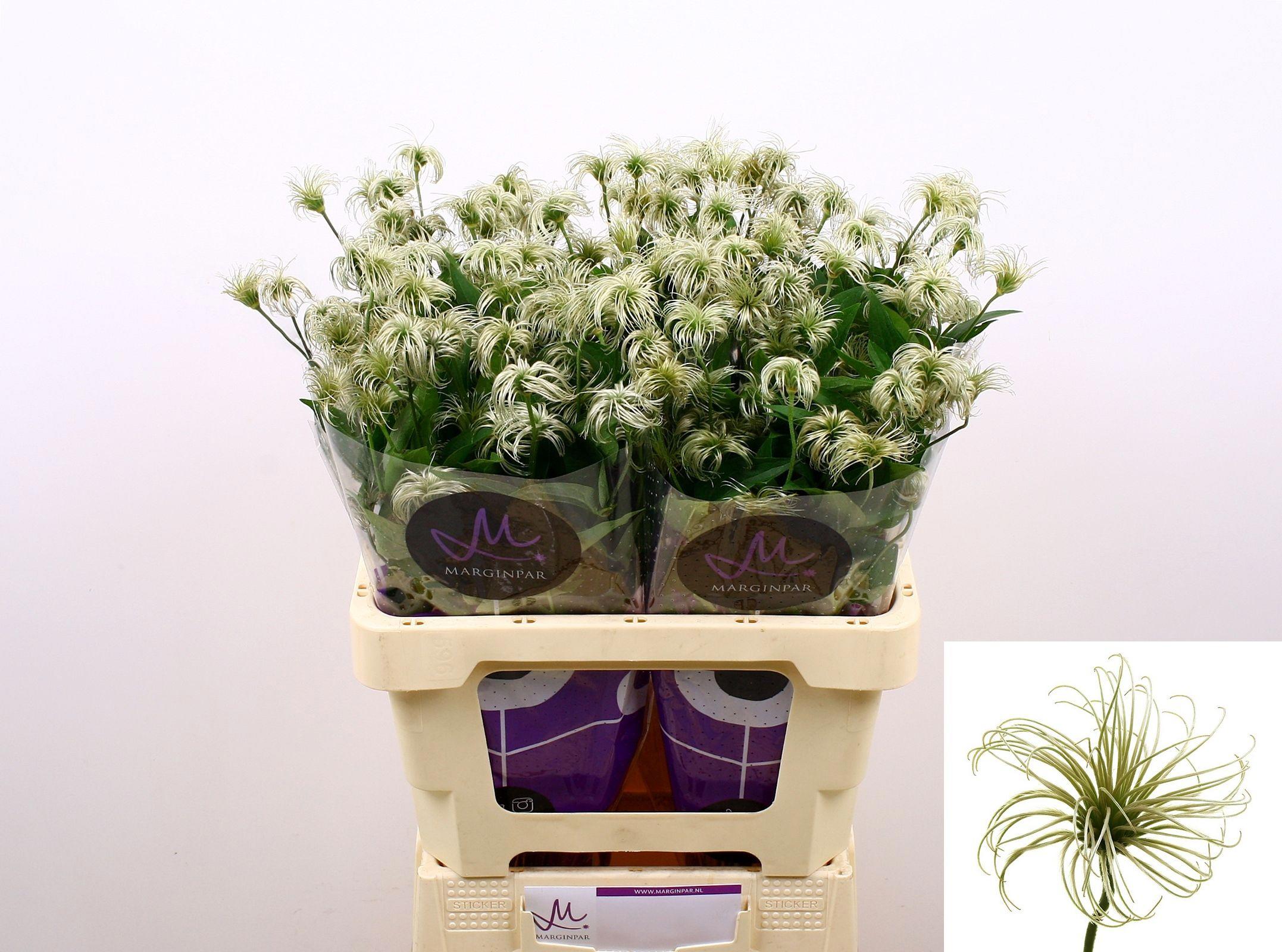 10x Clematis amazing kibo 60cm