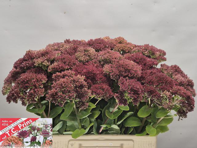25x Sedum mr goodbud 60cm