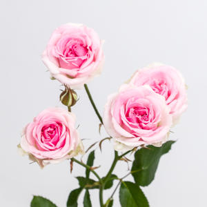 10x Rosa mimi eden 40cm