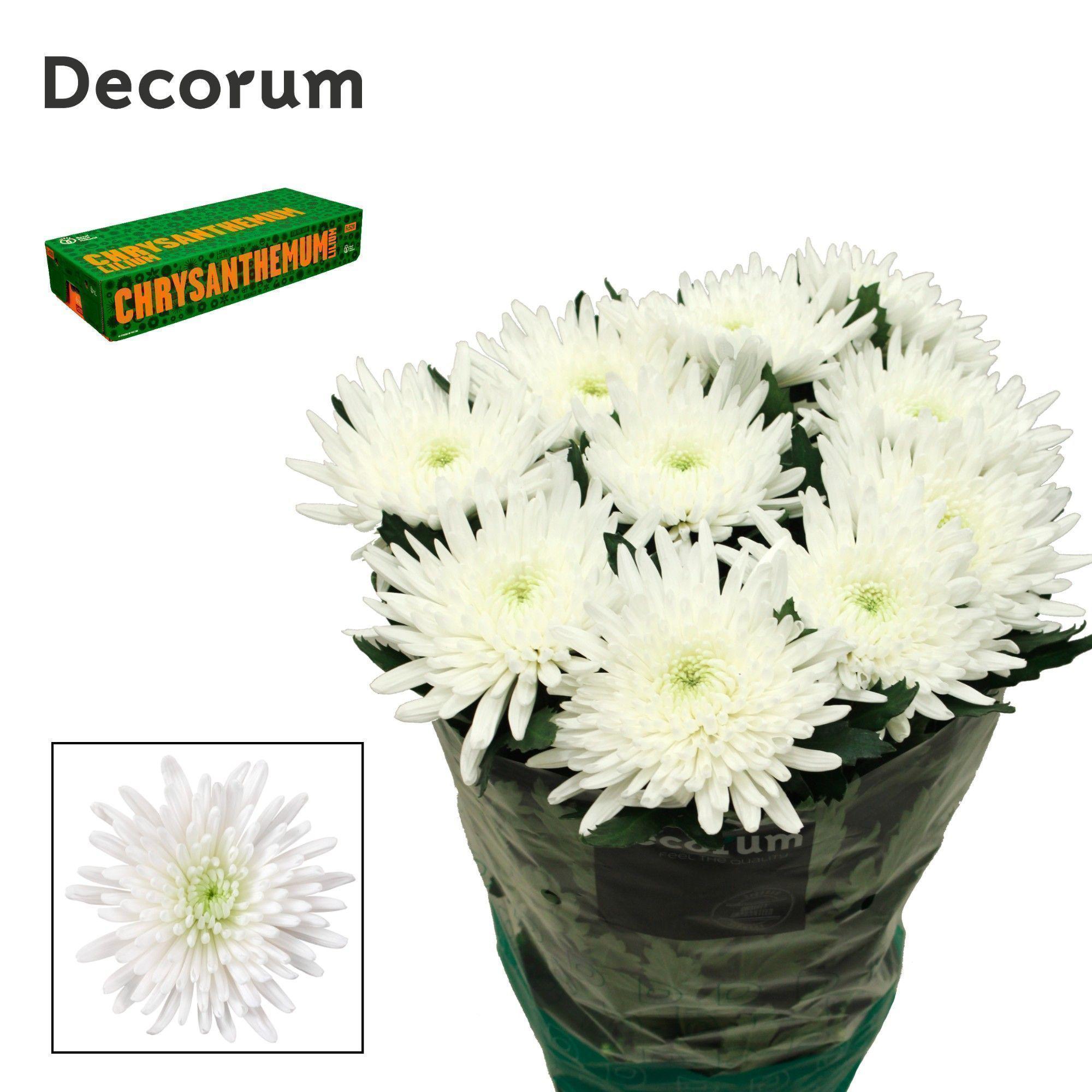 10x Chrysant topspin 70cm