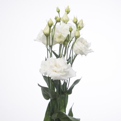10x Eust.alissa pure white du 70cm
