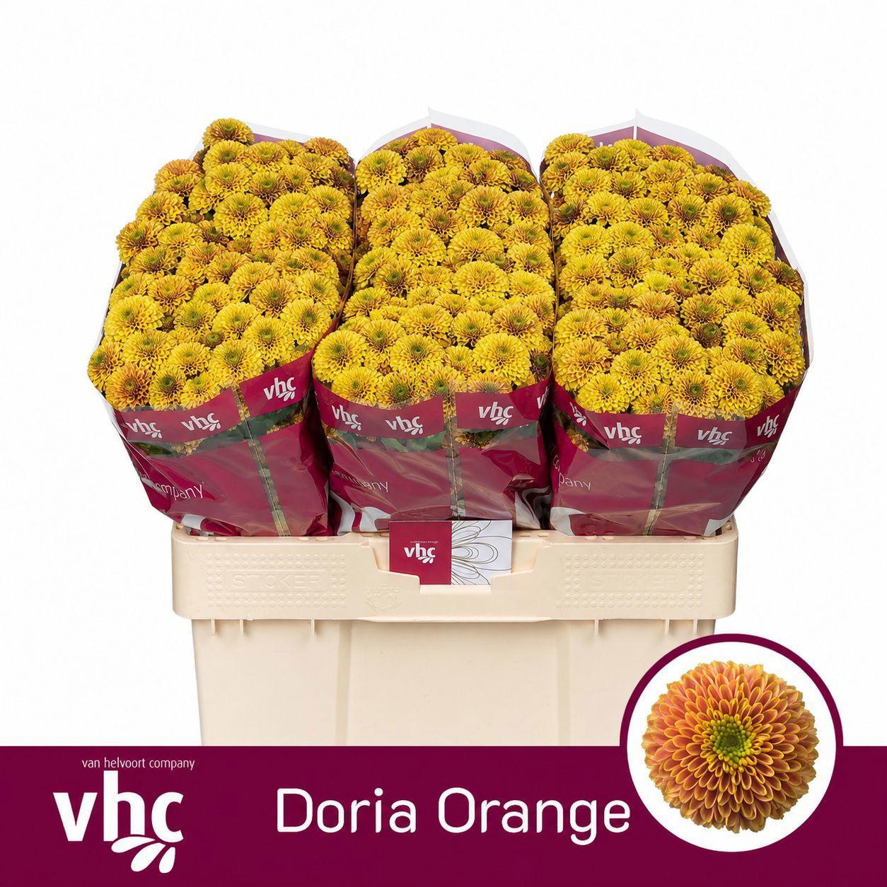 25x Chrysant san.doria orange 50cm