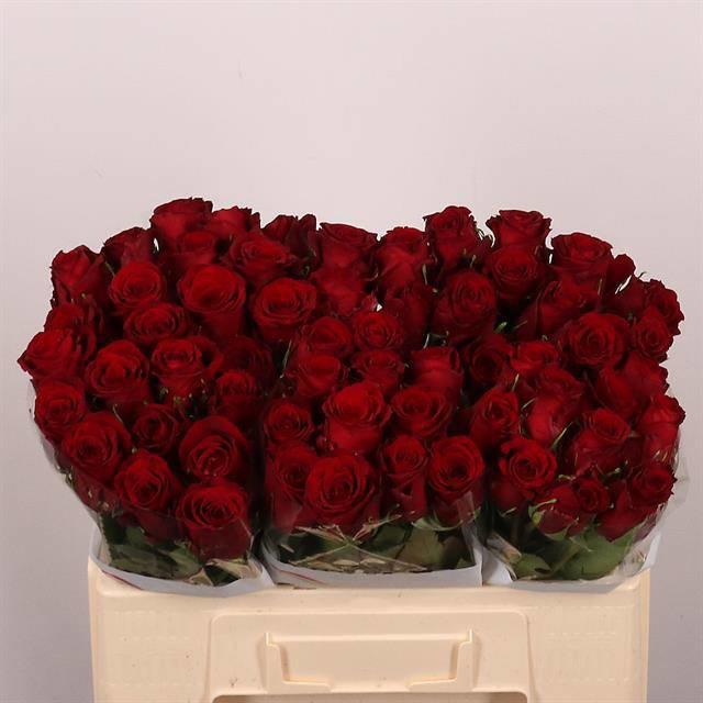 20x Rosa red bentley 50cm