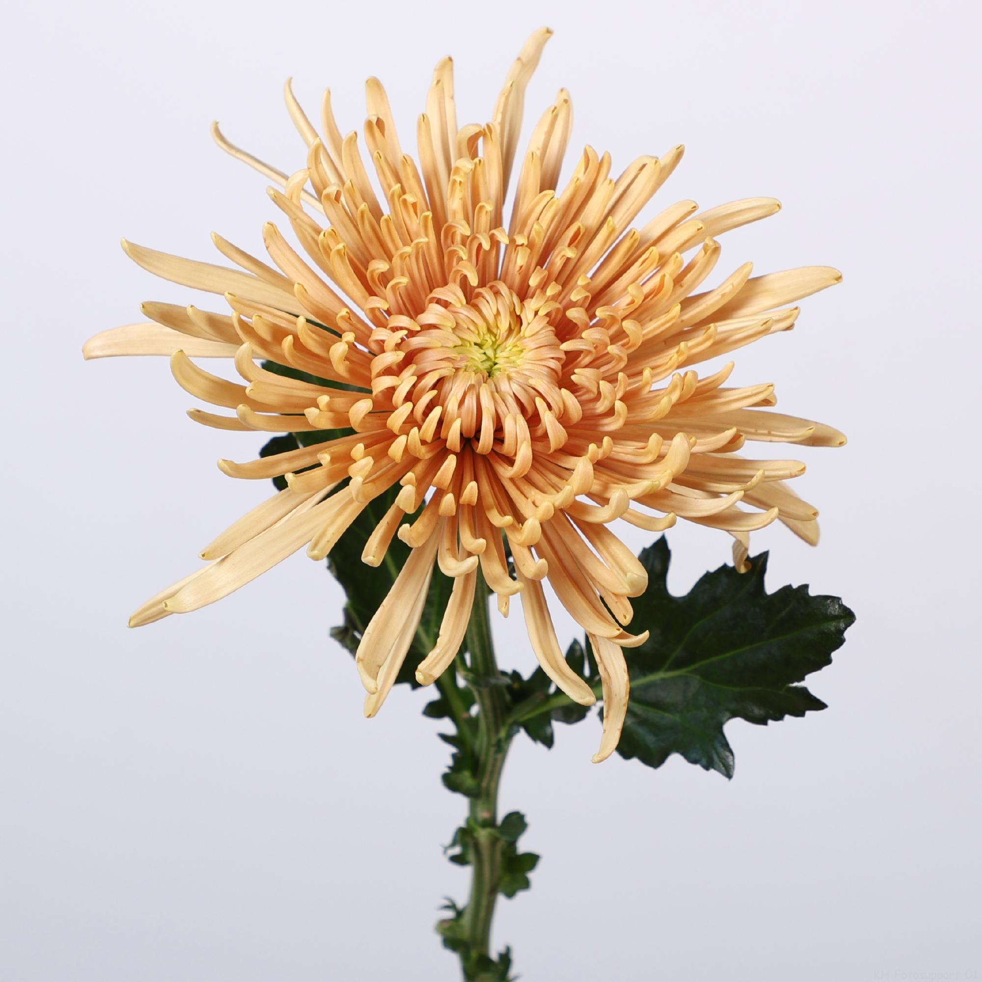 10x Chrysant cipria salmon 70cm