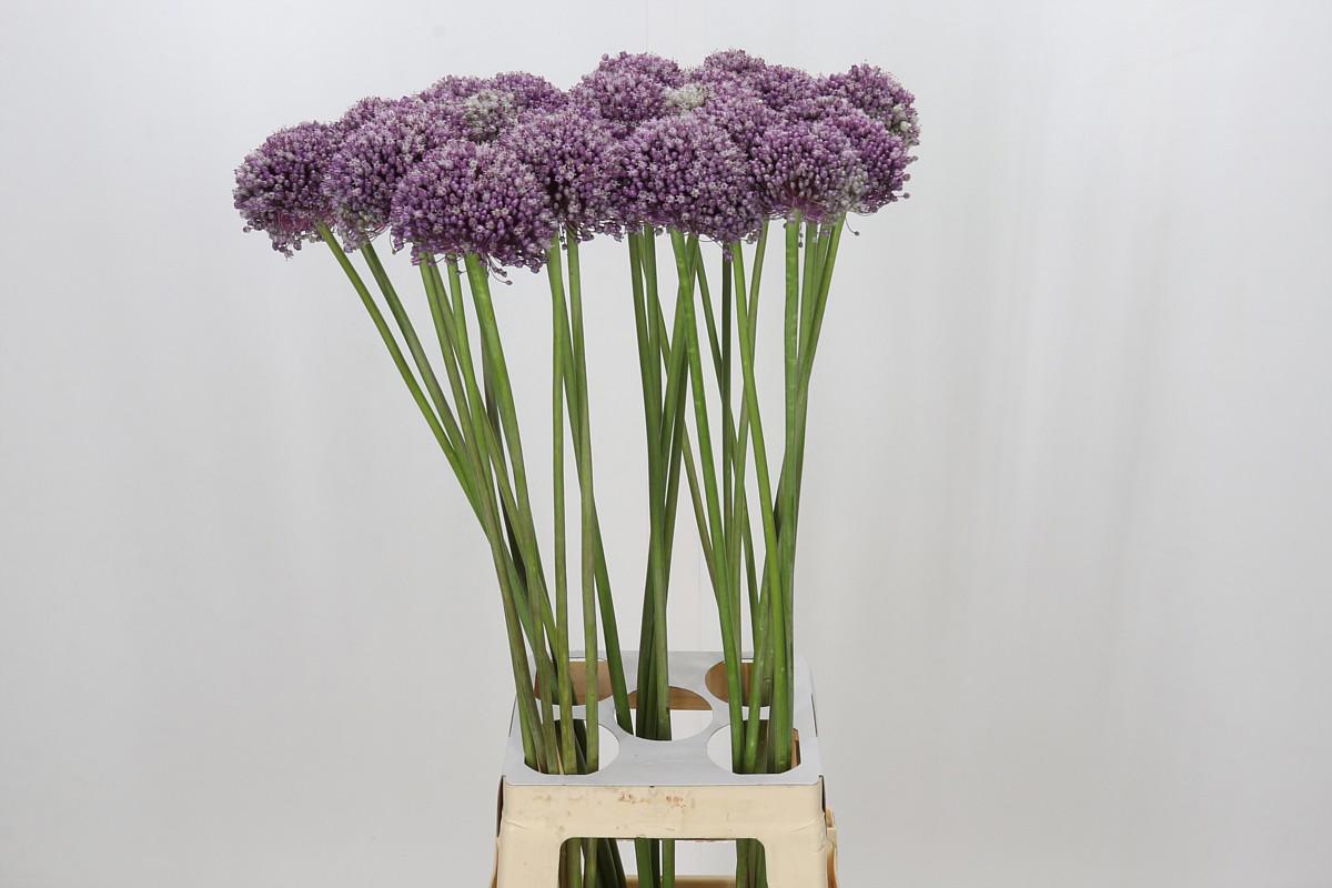 10x Allium mrs bouquet 80cm